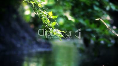 river, tree branch over a mountain brook