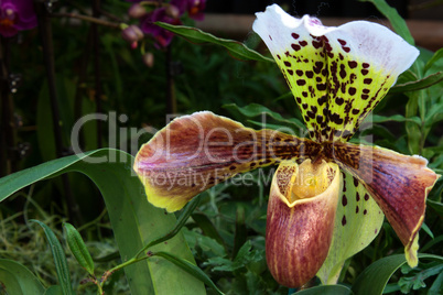 Frauenschuh (Paphiopedilum)