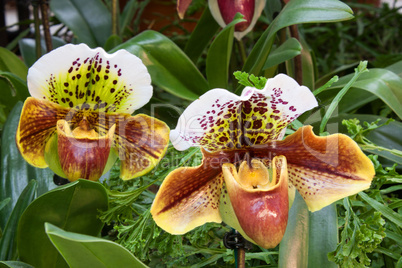 Frauenschuh (Paphiopedilum)