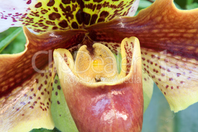 Frauenschuh (Paphiopedilum)