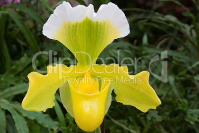 Frauenschuh (Paphiopedilum)