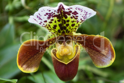 Frauenschuh (Paphiopedilum)