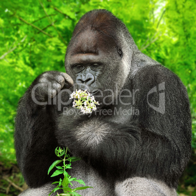 gorilla bewundert blümchen
