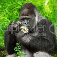 gorilla bewundert blümchen