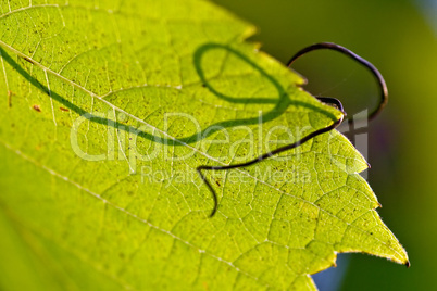 leaf of grapevine