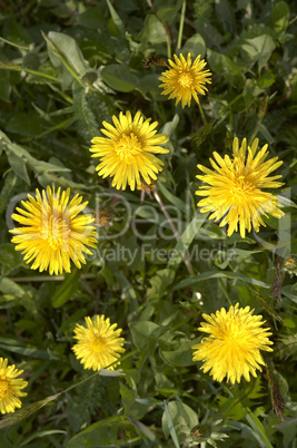 yellow dandelion