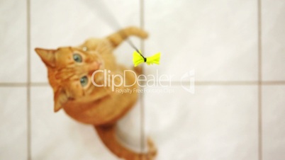 Disabled Feline Jumping for String Toy