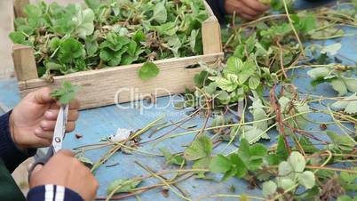 workers cutting strawberry seedlings for transplanting
