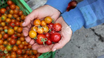 holding bunch of freshly picked tomatoes
