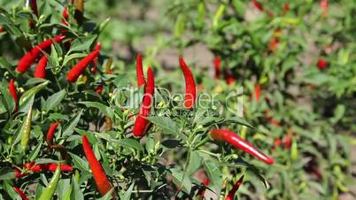 chili peppers growing on bush