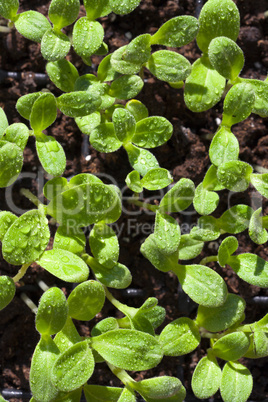 setzlinge der borretsch kräuterpflanze mit wassertopfen