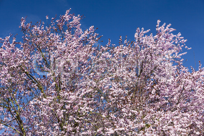 japanische kirschblüte vor strahlend blauem himmel