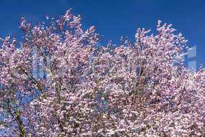 japanische kirschblüte vor strahlend blauem himmel