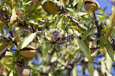 mandelfrüchte am mandelbaum in südfrankreich