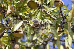 mandelfrüchte am mandelbaum in südfrankreich