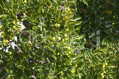 junger olivenstrauch mit unreifen früchten