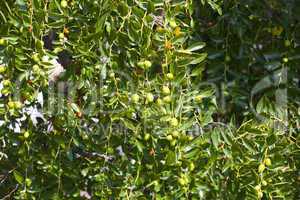 junger olivenstrauch mit unreifen früchten