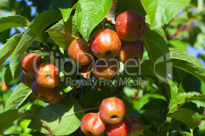 viele miniäpfel am obstbaum im sommer
