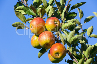 nahaufnahme frische knackige äpfel am baum