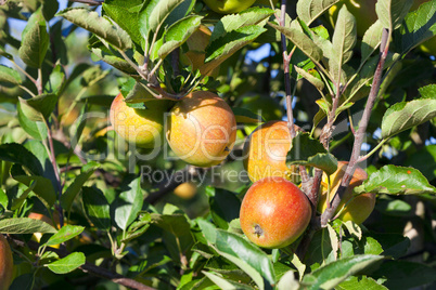 äpfel am baum in einerm obstgarten