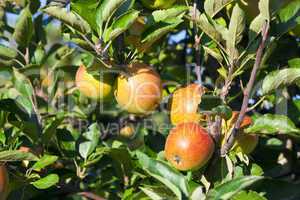 äpfel am baum in einerm obstgarten