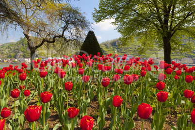 blick über ein wunderschönes tulpenbeet am rhein