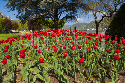 viele rote tulpen im park am rhein in st. goar