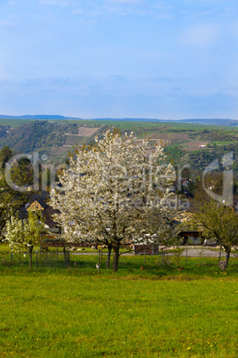 kirschbaum vor hügeliger landschaft