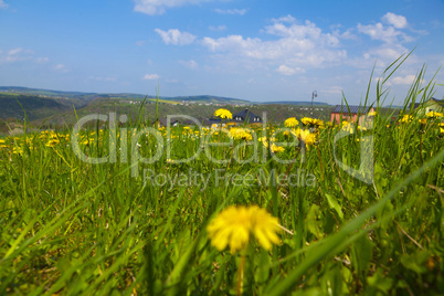 blick ins tal über eine löwenzahnwiese im sommer