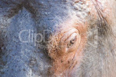 eye of a hippopotamus