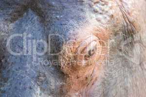 eye of a hippopotamus
