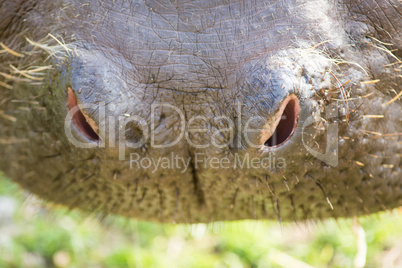 nose of a hippo