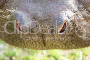 nose of a hippo