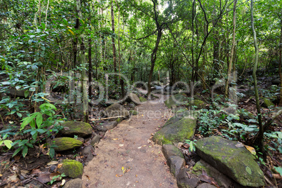 trail in tropical rainforest