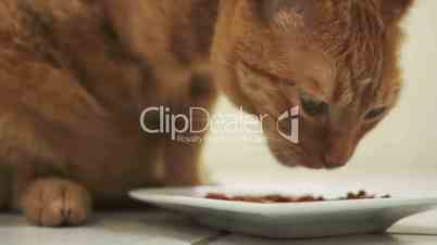 Handicapped Cat Eating Closeup