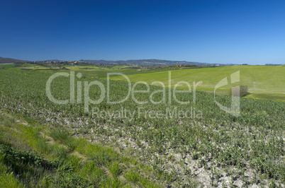 Landschaft in der Toskana, Italien - Landscape in tuscany, italy