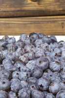 heidelbeeren oder blaubeeren, blueberries