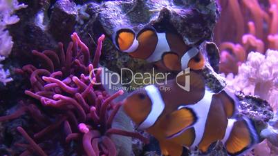 clownfische, anemonenfische laichen, amphiprion ocellaris