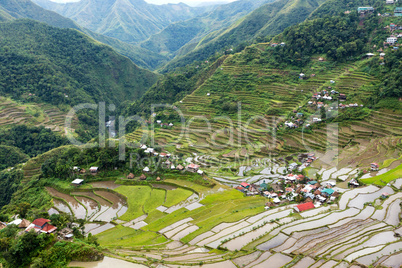 rice fields terraces in philippines