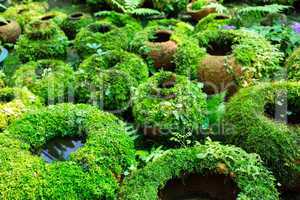 flower pots covered with moss