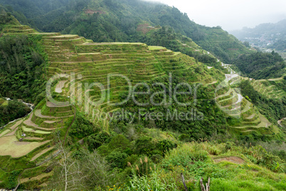 rice fields terraces in philippines