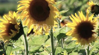 Sliderfahrt durch Sonnenblumenfeld