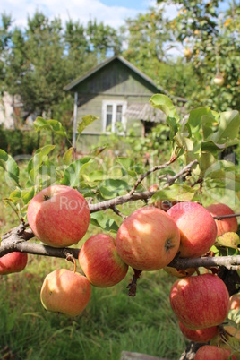 very tasty and ripe apples