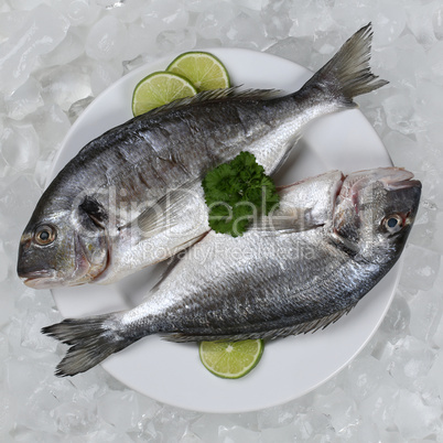 Zwei Dorade Fische auf einem Teller