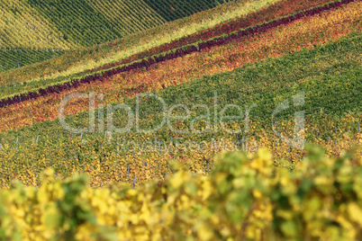 Felder mit Weinbergen im Herbst