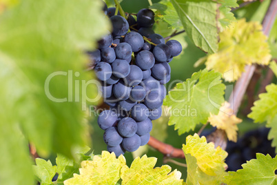 Weintrauben auf einem Weinstock im Herbst