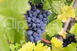Weintrauben auf einem Weinstock im Herbst