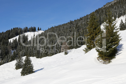 Wald in den Bergen mit Schnee im Winter