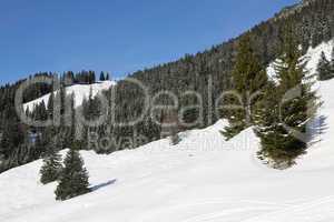 Wald in den Bergen mit Schnee im Winter