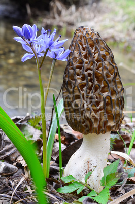morel mushroom and wild bluebell flower